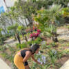 chellelivegreen